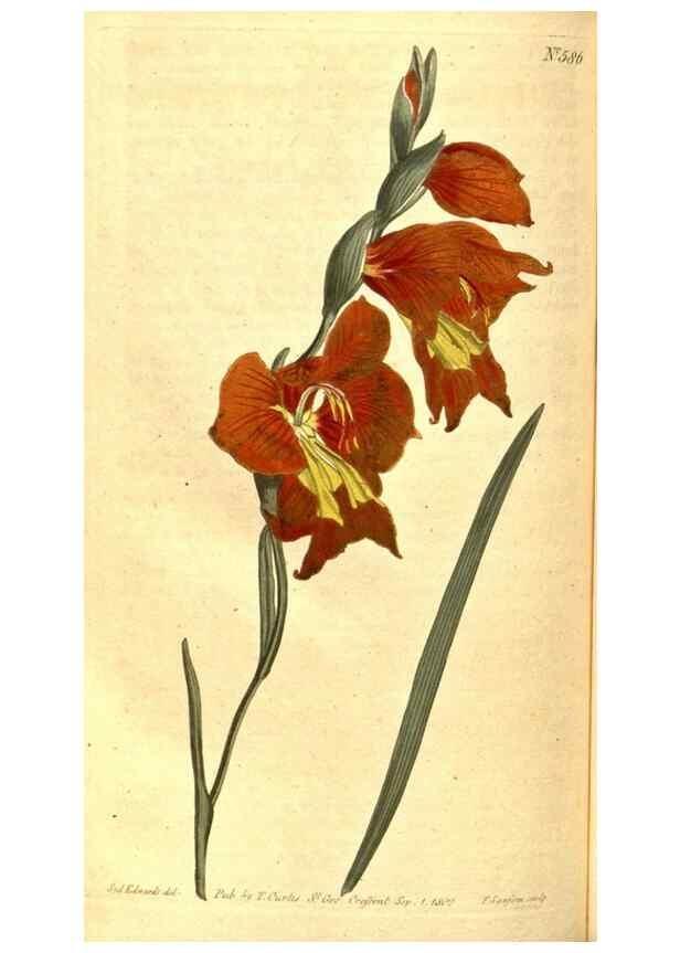 Reproducción/Reproduction 8414393504: Curtis's botanical magazine.. London ;New York [etc.] :Academic Press [etc.]