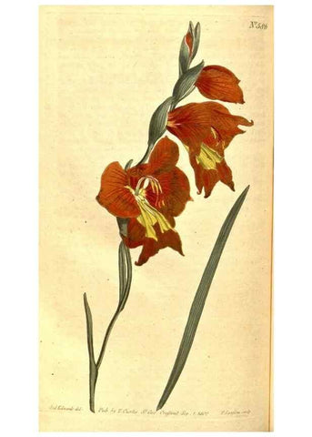 Reproducción/Reproduction 8414393504: Curtis's botanical magazine.. London ;New York [etc.] :Academic Press [etc.]