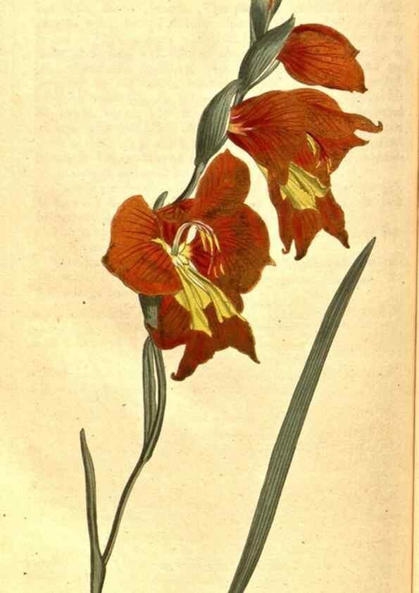 Reproducción/Reproduction 8414393504: Curtis's botanical magazine.. London ;New York [etc.] :Academic Press [etc.]
