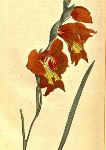 Reproducción/Reproduction 8414393504: Curtis's botanical magazine.. London ;New York [etc.] :Academic Press [etc.]