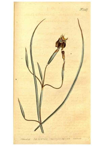Reproducción/Reproduction 8414394040: Curtis's botanical magazine.. London ;New York [etc.] :Academic Press [etc.]