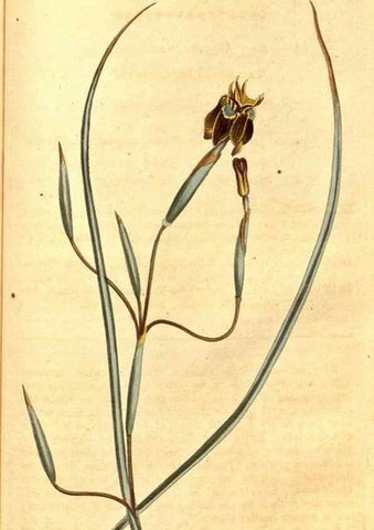 Reproducción/Reproduction 8414394040: Curtis's botanical magazine.. London ;New York [etc.] :Academic Press [etc.]