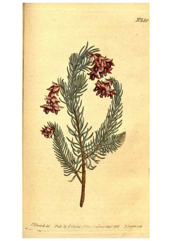 Reproducción/Reproduction 8414389450: Curtis's botanical magazine.. London ;New York [etc.] :Academic Press [etc.]