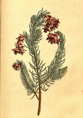 Reproducción/Reproduction 8414389450: Curtis's botanical magazine.. London ;New York [etc.] :Academic Press [etc.]