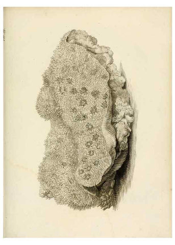 Reproducción/Reproduction 8424291790: Exposition méthodique des genres de l'ordre des polypiers :. Paris :Agasse,1821.