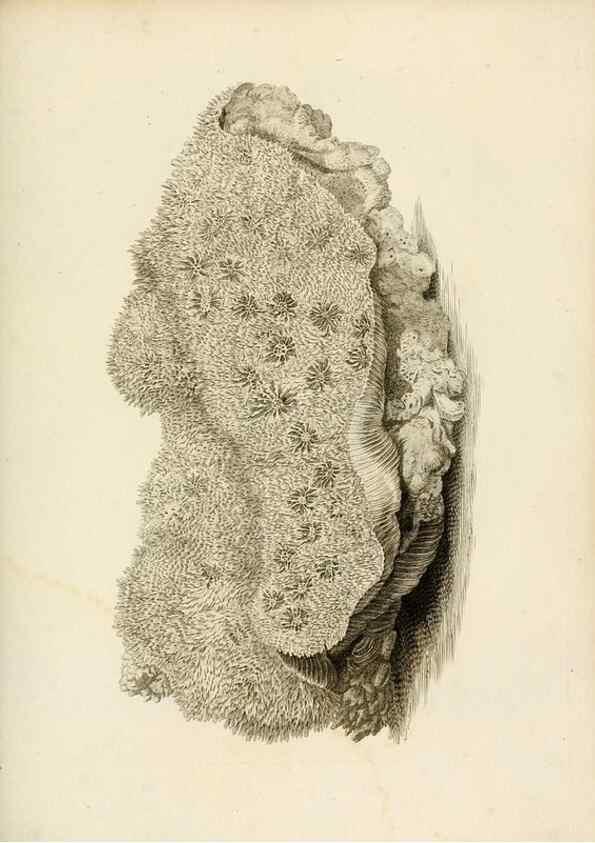 Reproducción/Reproduction 8424291790: Exposition méthodique des genres de l'ordre des polypiers :. Paris :Agasse,1821.