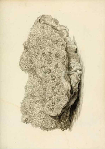 Reproducción/Reproduction 8424291790: Exposition méthodique des genres de l'ordre des polypiers :. Paris :Agasse,1821.