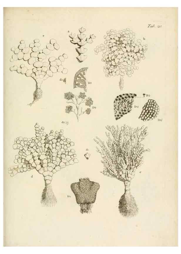 Reproducción/Reproduction 8423194089: Exposition méthodique des genres de l'ordre des polypiers :. Paris :Agasse,1821.
