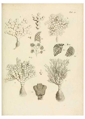 Reproducción/Reproduction 8423194089: Exposition méthodique des genres de l'ordre des polypiers :. Paris :Agasse,1821.