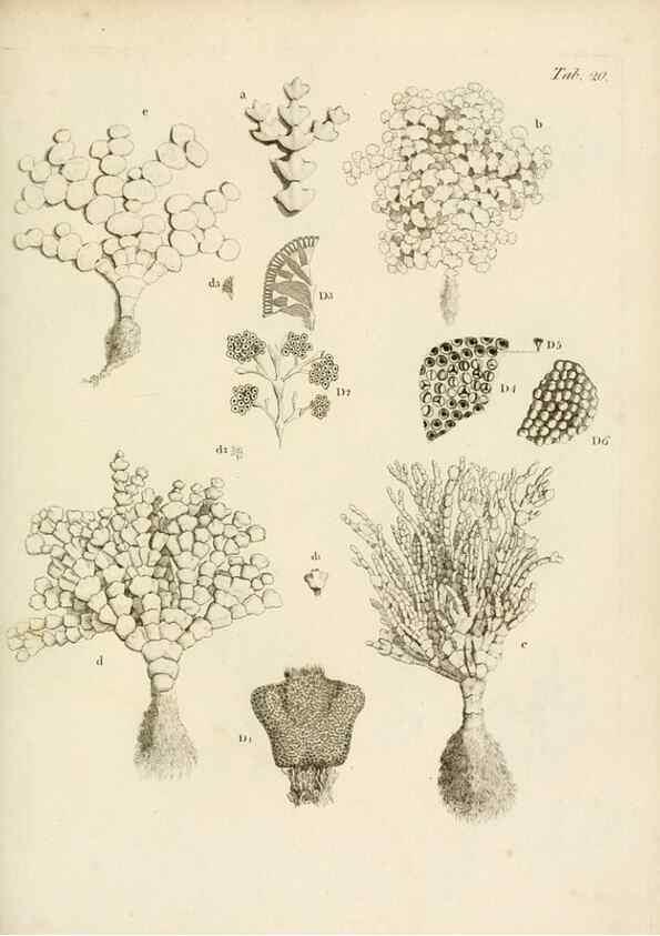 Reproducción/Reproduction 8423194089: Exposition méthodique des genres de l'ordre des polypiers :. Paris :Agasse,1821.
