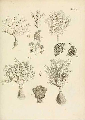 Reproducción/Reproduction 8423194089: Exposition méthodique des genres de l'ordre des polypiers :. Paris :Agasse,1821.
