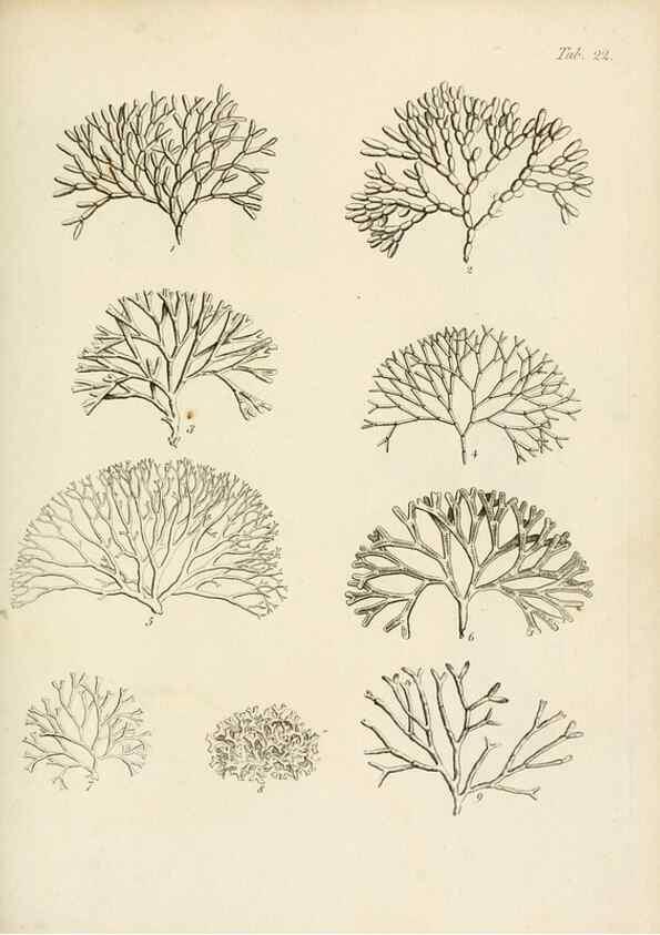 Reproducción/Reproduction 8424284306: Exposition méthodique des genres de l'ordre des polypiers :. Paris :Agasse,1821.