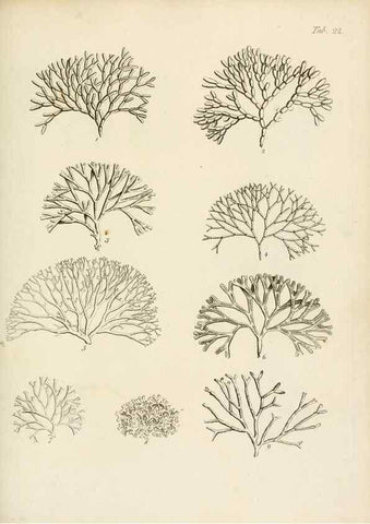 Reproducción/Reproduction 8424284306: Exposition méthodique des genres de l'ordre des polypiers :. Paris :Agasse,1821.