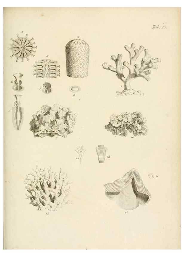Reproducción/Reproduction 8423195355: Exposition méthodique des genres de l'ordre des polypiers :. Paris :Agasse,1821.