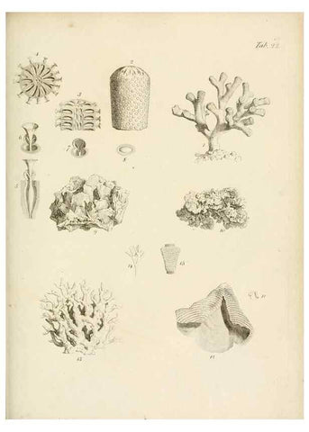 Reproducción/Reproduction 8423195355: Exposition méthodique des genres de l'ordre des polypiers :. Paris :Agasse,1821.