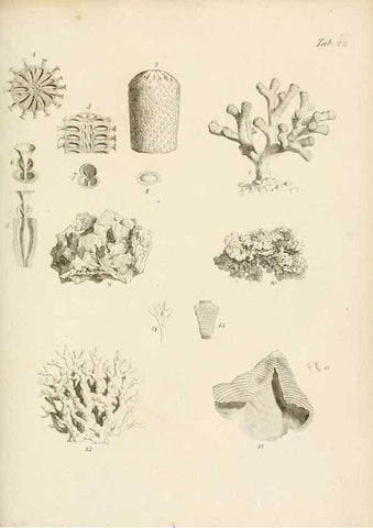 Reproducción/Reproduction 8423195355: Exposition méthodique des genres de l'ordre des polypiers :. Paris :Agasse,1821.