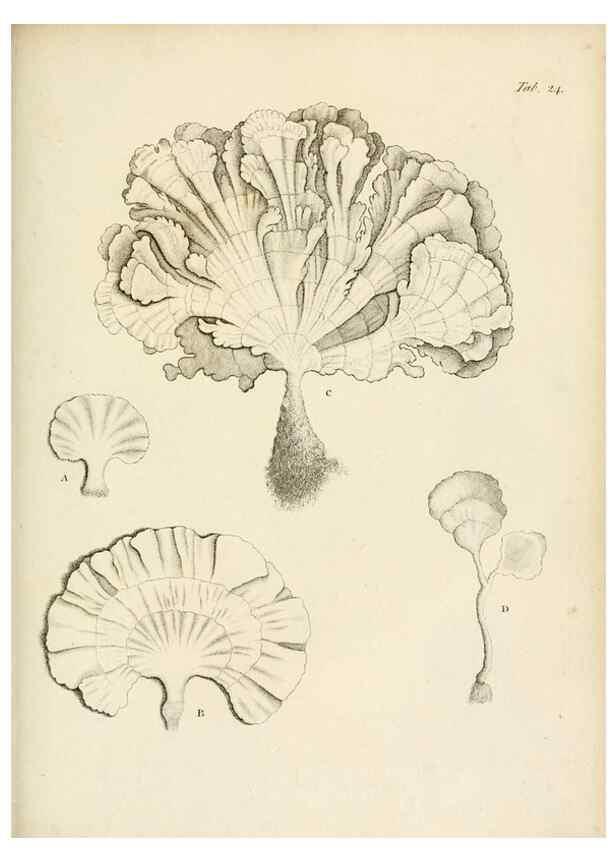 Reproducción/Reproduction 8423195731: Exposition méthodique des genres de l'ordre des polypiers :. Paris :Agasse,1821.
