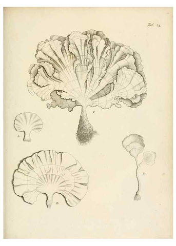Reproducción/Reproduction 8423195731: Exposition méthodique des genres de l'ordre des polypiers :. Paris :Agasse,1821.