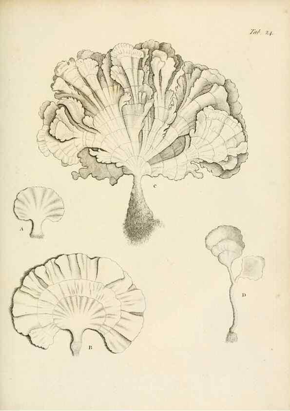 Reproducción/Reproduction 8423195731: Exposition méthodique des genres de l'ordre des polypiers :. Paris :Agasse,1821.