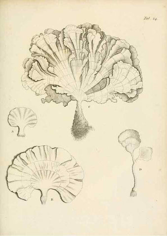 Reproducción/Reproduction 8423195731: Exposition méthodique des genres de l'ordre des polypiers :. Paris :Agasse,1821.