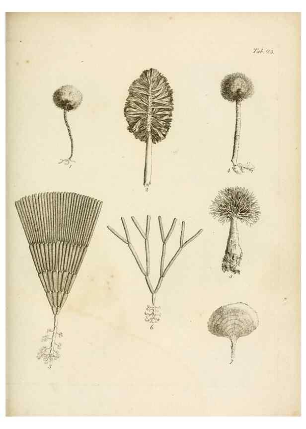 Reproducción/Reproduction 8423196139: Exposition méthodique des genres de l'ordre des polypiers :. Paris :Agasse,1821.