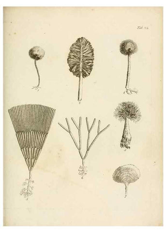 Reproducción/Reproduction 8423196139: Exposition méthodique des genres de l'ordre des polypiers :. Paris :Agasse,1821.