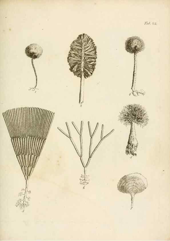 Reproducción/Reproduction 8423196139: Exposition méthodique des genres de l'ordre des polypiers :. Paris :Agasse,1821.