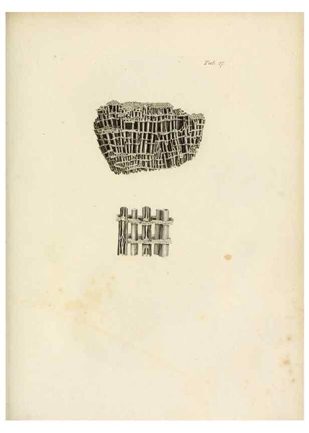 Reproducción/Reproduction 8423196893: Exposition méthodique des genres de l'ordre des polypiers :. Paris :Agasse,1821.