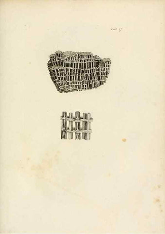 Reproducción/Reproduction 8423196893: Exposition méthodique des genres de l'ordre des polypiers :. Paris :Agasse,1821.