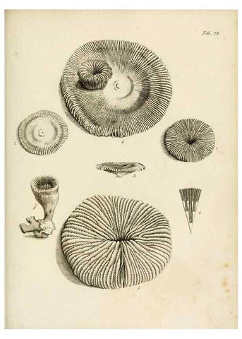 Reproducción/Reproduction 8424286500: Exposition méthodique des genres de l'ordre des polypiers :. Paris :Agasse,1821.