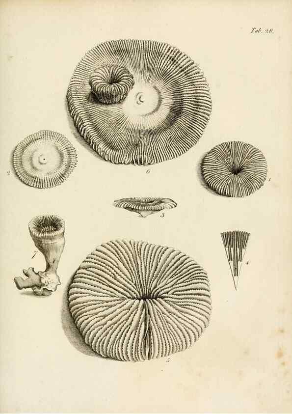Reproducción/Reproduction 8424286500: Exposition méthodique des genres de l'ordre des polypiers :. Paris :Agasse,1821.