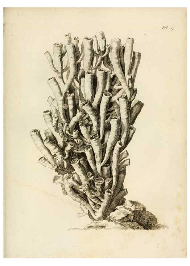 Reproducción/Reproduction 8424286892: Exposition méthodique des genres de l'ordre des polypiers :. Paris :Agasse,1821.