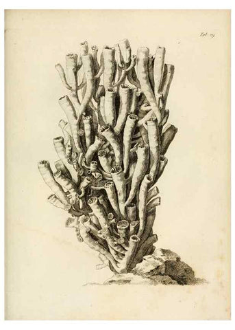 Reproducción/Reproduction 8424286892: Exposition méthodique des genres de l'ordre des polypiers :. Paris :Agasse,1821.