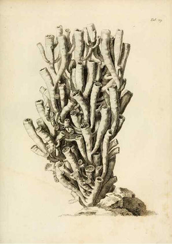 Reproducción/Reproduction 8424286892: Exposition méthodique des genres de l'ordre des polypiers :. Paris :Agasse,1821.