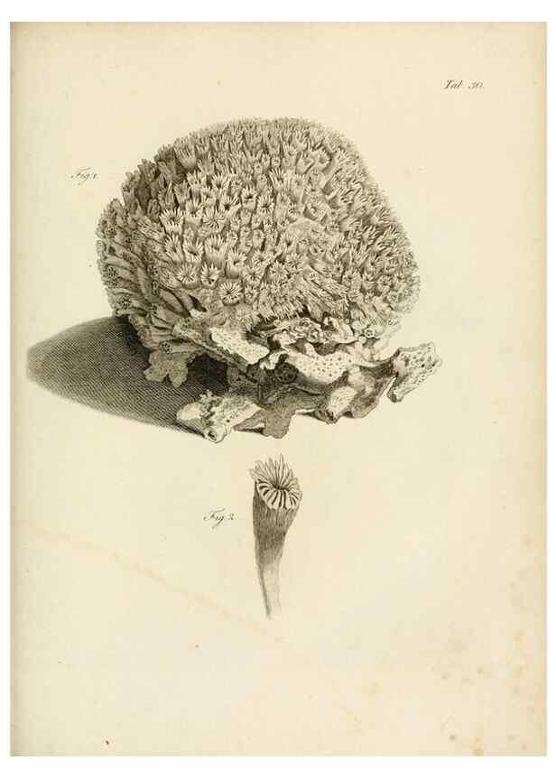 Reproducción/Reproduction 8424287252: Exposition méthodique des genres de l'ordre des polypiers :. Paris :Agasse,1821.