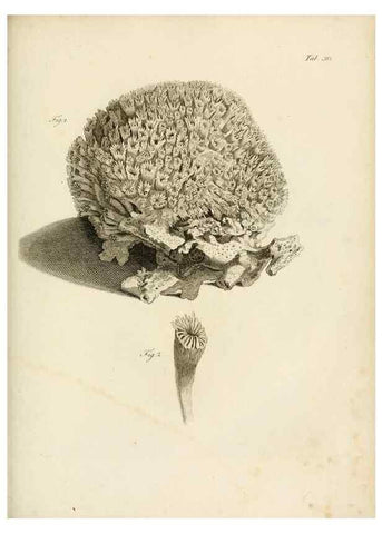 Reproducción/Reproduction 8424287252: Exposition méthodique des genres de l'ordre des polypiers :. Paris :Agasse,1821.