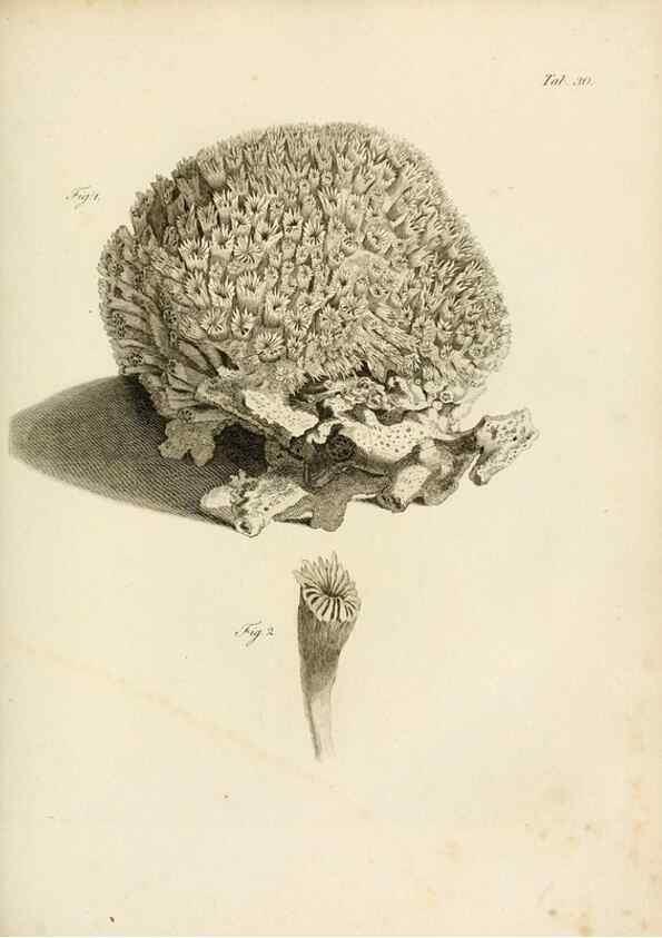 Reproducción/Reproduction 8424287252: Exposition méthodique des genres de l'ordre des polypiers :. Paris :Agasse,1821.