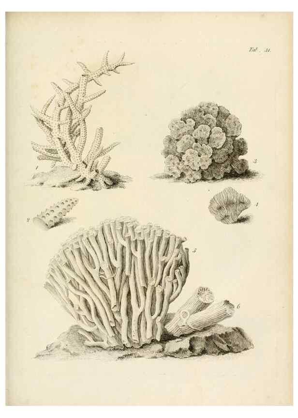 Reproducción/Reproduction 8423198367: Exposition méthodique des genres de l'ordre des polypiers :. Paris :Agasse,1821.