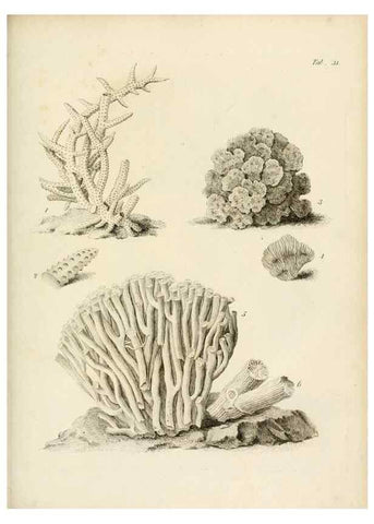 Reproducción/Reproduction 8423198367: Exposition méthodique des genres de l'ordre des polypiers :. Paris :Agasse,1821.