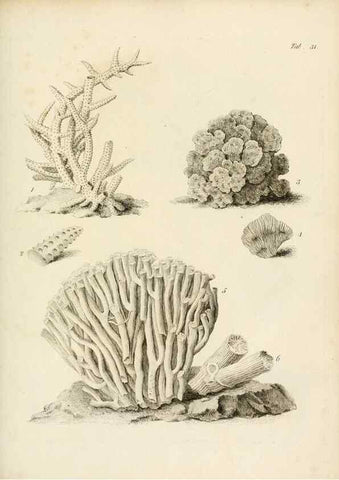 Reproducción/Reproduction 8423198367: Exposition méthodique des genres de l'ordre des polypiers :. Paris :Agasse,1821.