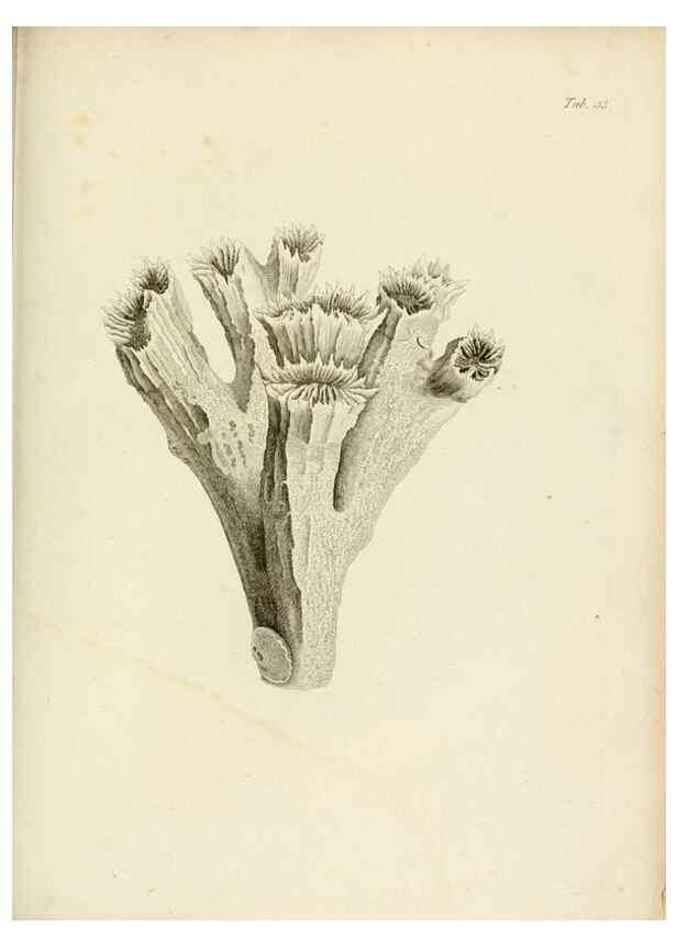 Reproducción/Reproduction 8424288344: Exposition méthodique des genres de l'ordre des polypiers :. Paris :Agasse,1821.