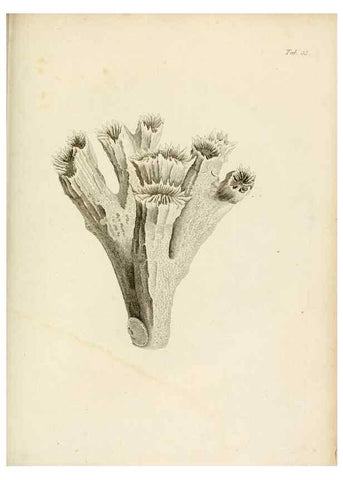 Reproducción/Reproduction 8424288344: Exposition méthodique des genres de l'ordre des polypiers :. Paris :Agasse,1821.