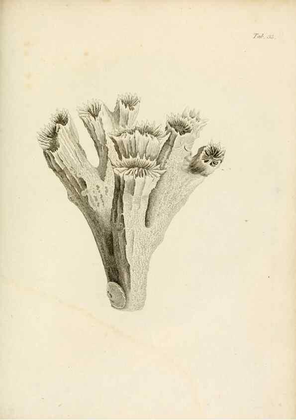 Reproducción/Reproduction 8424288344: Exposition méthodique des genres de l'ordre des polypiers :. Paris :Agasse,1821.