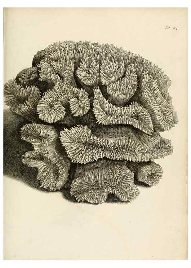 Reproducción/Reproduction 8424289396: Exposition méthodique des genres de l'ordre des polypiers :. Paris :Agasse,1821.