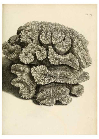Reproducción/Reproduction 8424289396: Exposition méthodique des genres de l'ordre des polypiers :. Paris :Agasse,1821.