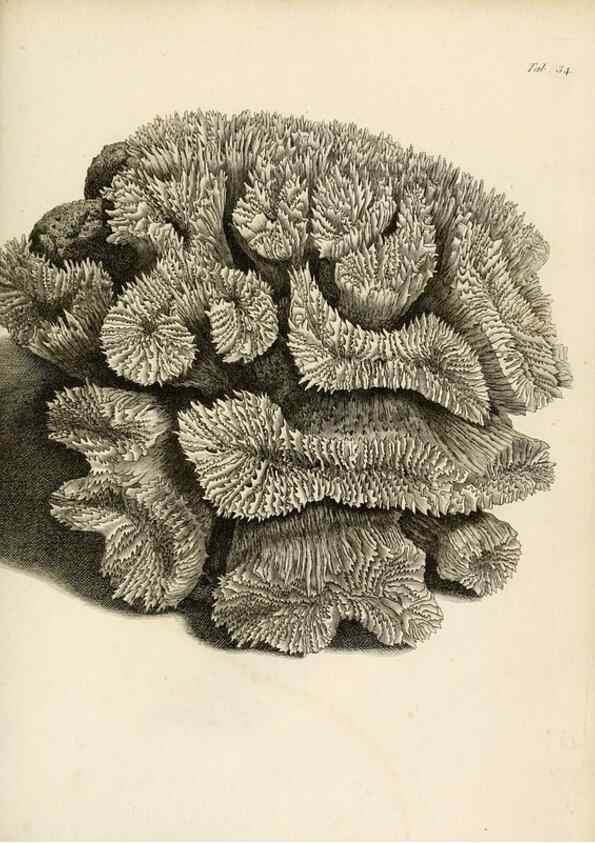 Reproducción/Reproduction 8424289396: Exposition méthodique des genres de l'ordre des polypiers :. Paris :Agasse,1821.