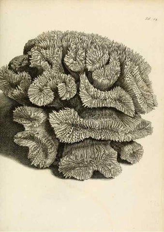 Reproducción/Reproduction 8424289396: Exposition méthodique des genres de l'ordre des polypiers :. Paris :Agasse,1821.