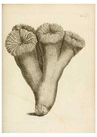 Reproducción/Reproduction 8423200543: Exposition méthodique des genres de l'ordre des polypiers :. Paris :Agasse,1821.