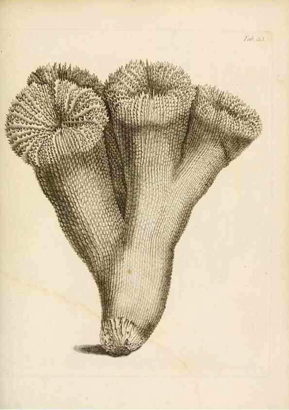 Reproducción/Reproduction 8423200543: Exposition méthodique des genres de l'ordre des polypiers :. Paris :Agasse,1821.