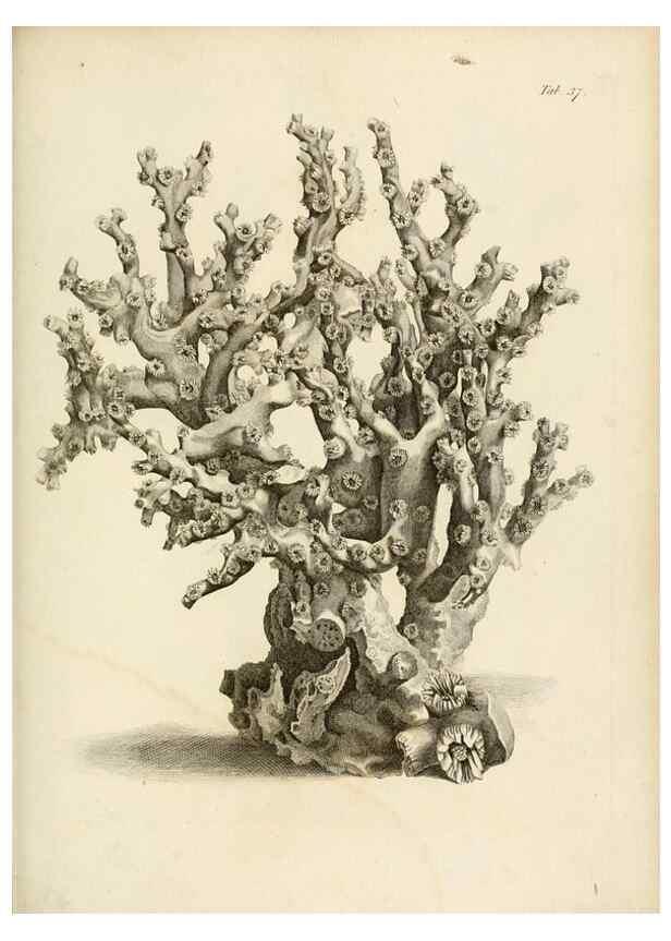 Reproducción/Reproduction 8423201313: Exposition méthodique des genres de l'ordre des polypiers :. Paris :Agasse,1821.